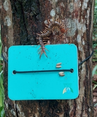 Scolopendra subspinipes