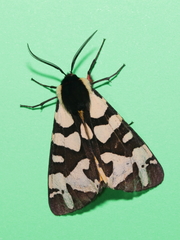 Arctia angelica