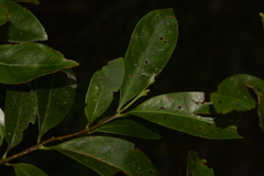 Cyclophyllum longipetalum