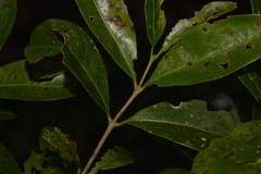 Cyclophyllum longipetalum