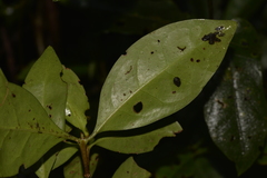 Cyclophyllum longipetalum