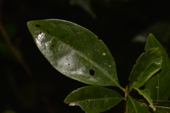 Cyclophyllum longipetalum
