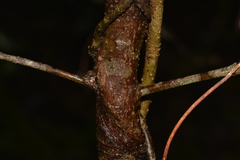 Cyclophyllum longipetalum