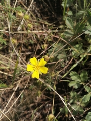 Potentilla glaucescens