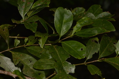 Cyclophyllum longipetalum