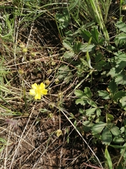 Potentilla glaucescens