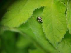 Propylea quatuordecimpunctata