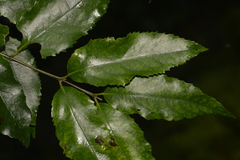 Daphnandra apatela