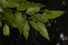 Daphnandra apatela