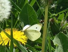 Pieris rapae