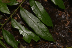 Dysoxylum rufum