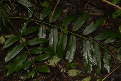 Dysoxylum rufum