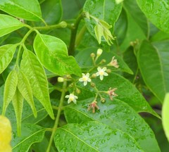 Cipadessa baccifera