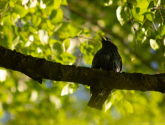 Sturnus vulgaris