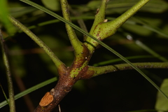 Dysoxylum rufum