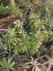 Euphorbia milii