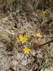 Triteleia ixioides ixioides