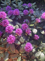Rhododendron ponticum