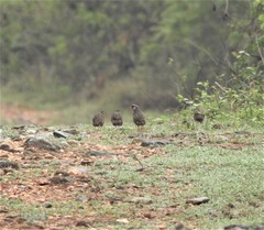 Perdicula erythrorhyncha