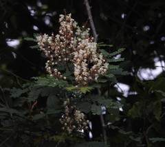 Pterolobium hexapetalum
