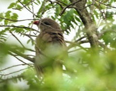 Taccocua leschenaultii