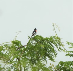 Pericrocotus erythropygius