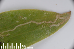 Parectopa alysidota