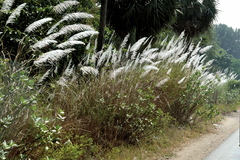 Saccharum spontaneum