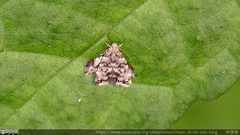 Brenthia formosensis