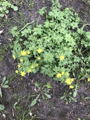 Anemonoides ranunculoides