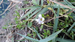 Bacopa monnieri