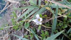 Bacopa monnieri