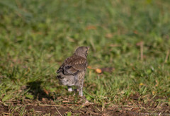 Turdus pilaris