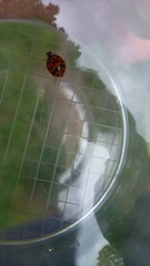 Harmonia axyridis