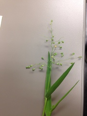Dichanthelium latifolium