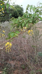 Cassia fistula