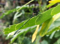 Onychargia