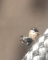 Calliptamus italicus