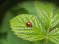 Adalia bipunctata