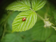 Adalia bipunctata