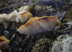 Antrodiella