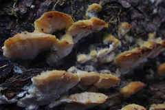 Antrodiella