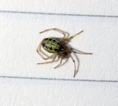 Enoplognatha ovata