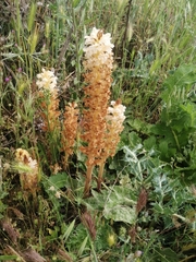 Orobanche amethystea amethystea