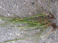 Festuca nigrescens