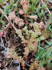 Sedum anglicum