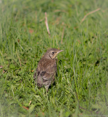 Turdus pilaris