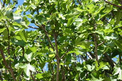 Ficus carica