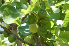 Ficus carica