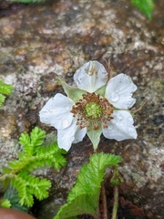 Rubus nepalensis